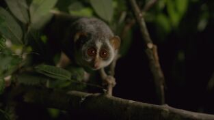 Raros y salvajes. Raros y salvajes: Feos por naturaleza