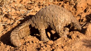 Raros y Salvajes. Raros y Salvajes: Debajo del mar
