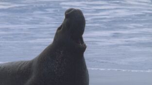 Raros y Salvajes. Raros y Salvajes: Armas extrañas