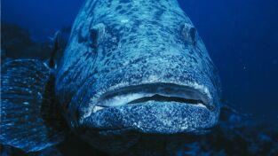 Raros y Salvajes. Raros y Salvajes: Reproducción insólita