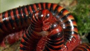 Raros y Salvajes. Raros y Salvajes: Asesinos escurridizos