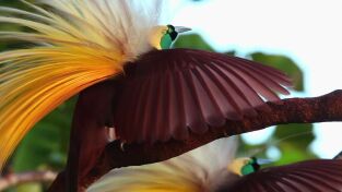 Oceanía. Oceanía: El ave del paraíso: un seductor con alas