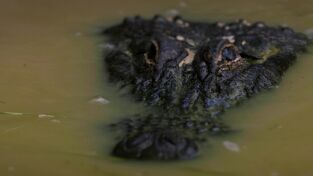 Depredadores. Depredadores: Depredadores con superpoderes