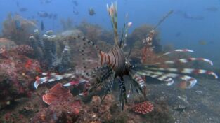 Depredadores. Depredadores: Batallas de animales