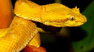 Depredadores. Depredadores: Colmillos