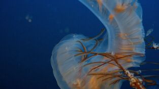 Depredadores. Depredadores: Juego de tronos