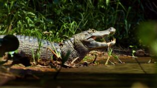 Depredadores. Depredadores: Transformers