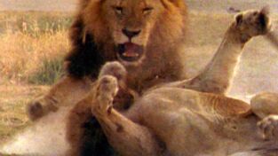 Depredadores. Depredadores: El Amazonas