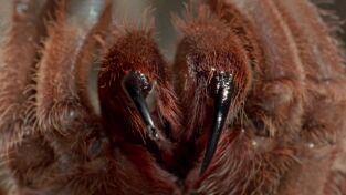 Depredadores. Depredadores: Las medusas más letales del mundo