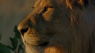Grandes Felinos. Grandes Felinos: Hermanos leones: de cachorros a reyes