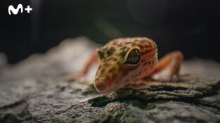 China Salvaje: Cantón. China Salvaje: Cantón: Montañas