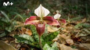 China Salvaje: Cantón. China Salvaje: Cantón: Ciudades