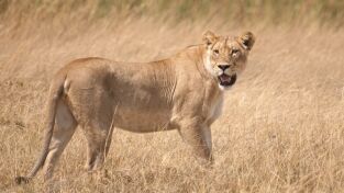Grandes Felinos. Grandes Felinos: El león