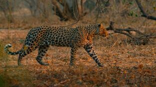 Grandes Felinos. Grandes Felinos: Los tigres de la guerra