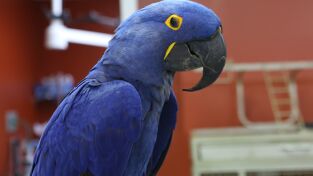 Veterinarios. Veterinarios: Cuando los coyotes atacan