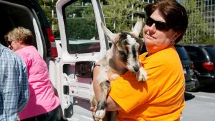 Veterinarios. Veterinarios: Leopardos, lobeznos y grizzlies