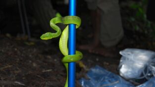 Serpientes. Serpientes: Serpientes: anatomía del veneno