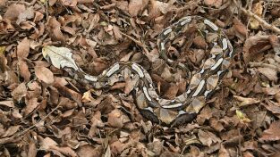 Serpientes. Serpientes: África