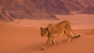 Grandes felinos. Grandes felinos: La lucha de una madre