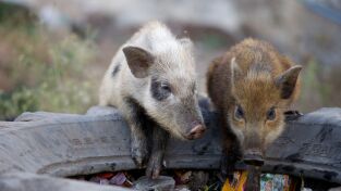 Grandes felinos. Grandes felinos: Maestros del disfraz