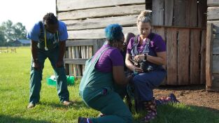 Critter fixers: Veterinarios rurales. Critter fixers:...: Una cabra muy hinchada