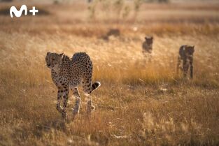 Felinos noche y día. Felinos noche y día: Una manada dividida