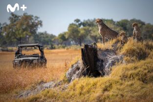Felinos noche y día. Felinos noche y día: La reunión