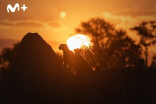 Felinos noche y día. Felinos noche y día: Nueva generación