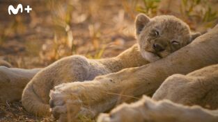 Felinos noche y día. Felinos noche y día: Nuevos comienzos