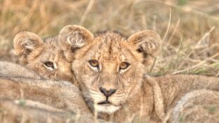 Grandes felinos. Grandes felinos: El legado de la reina tigre
