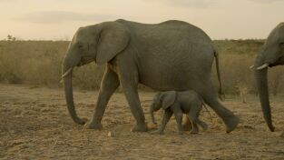 ÁFrica. ÁFrica: Colmillos que matan