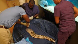 Critter fixers: Veterinarios rurales. Critter fixers:...: La llave de la ciudad