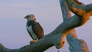 El mes de la Tierra. El mes de la Tierra: Casi humanos: la vida de los elefantes