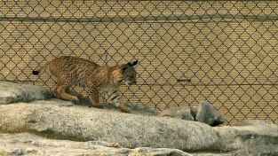 El mes de la Tierra. El mes de la Tierra: Rivales