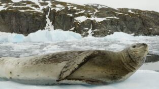 El mes de la Tierra. El mes de la Tierra: Los héroes medioambientales de Jackie Chan