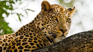 Kalahari: El desierto subterráneo de África. Kalahari: El desierto...: Kalahari: el desierto subterráneo de África