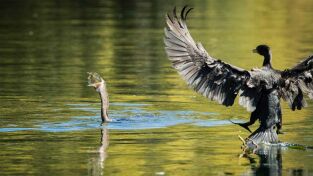 El mes de la Tierra. El mes de la Tierra: Época de cría