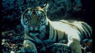 Grandes felinos. Grandes felinos: Primavera