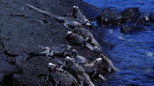 América extraordinaria. América extraordinaria: Galápagos