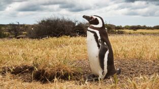 América extraordinaria. América extraordinaria: El reino del agua