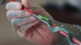 Serpientes. Serpientes: Cobra real de lujo