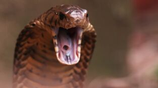 Serpientes. Serpientes: Superserpiente