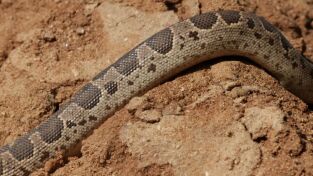 Serpientes. Serpientes: Serpientes y escaleras