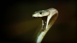 Serpientes. Serpientes: Dra. K: Animales exóticos: Mordedura de serpiente