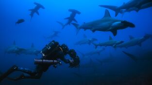 Sharkfest. Sharkfest: Chris Hemsworth: La playa de los tiburones