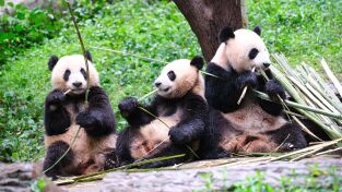 Escuela de pandas. Escuela de pandas: El club del cachorro