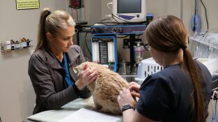 Veterinarios de Nebraska. T(T5). Veterinarios de... (T5): Como el perro y el caballo