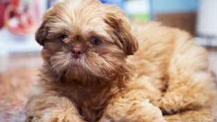 Critter Fixers: Veterinarios Rurales 6. Critter Fixers:...: London Calling