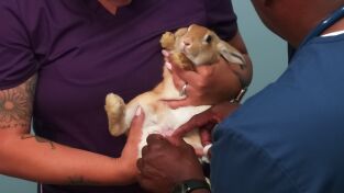 Critter Fixers: Veterinarios rurales 6. Critter Fixers:...: Manías veterinarias