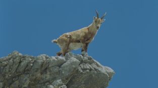Las Cumbres De Europa. Las Cumbres De Europa: Sobreviviendo en los Alpes